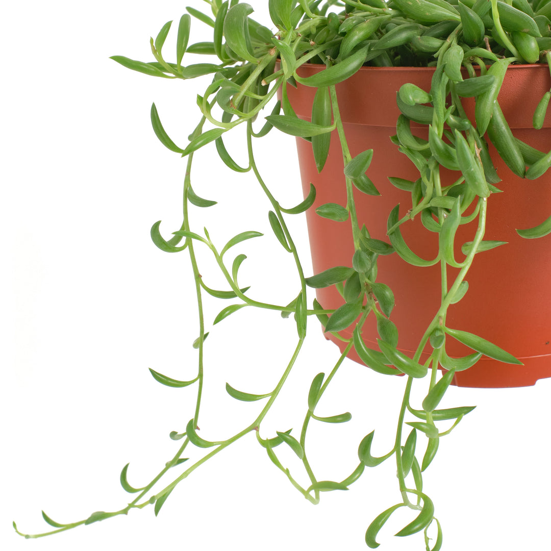 Senecio Radicans &