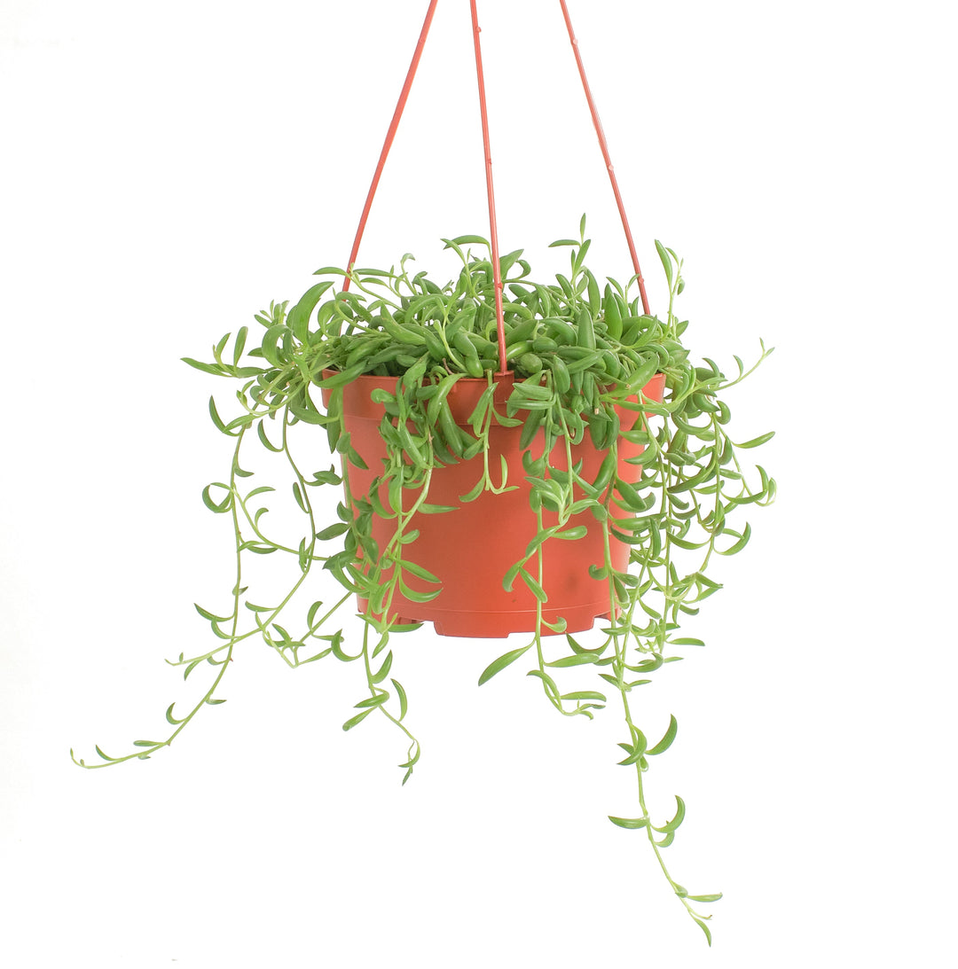 Senecio Radicans &