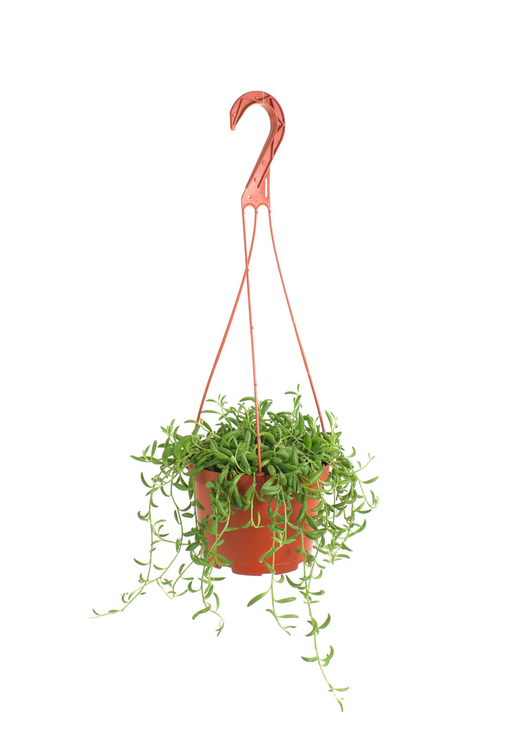 Senecio Radicans &