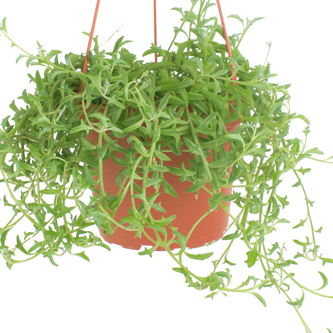 Senecio peregrinus &