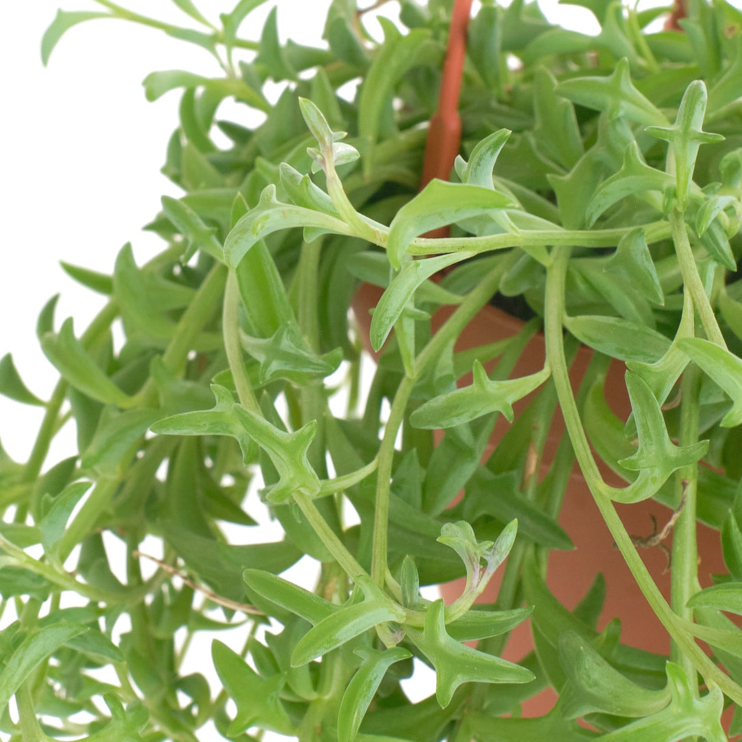 Senecio peregrinus &