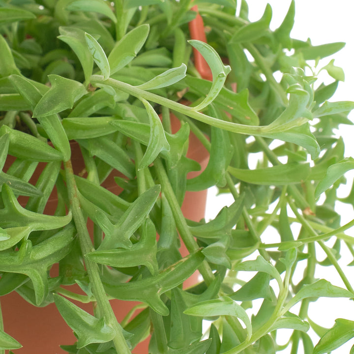 Senecio peregrinus &