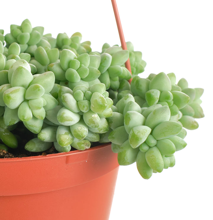 Sedum morganianum &