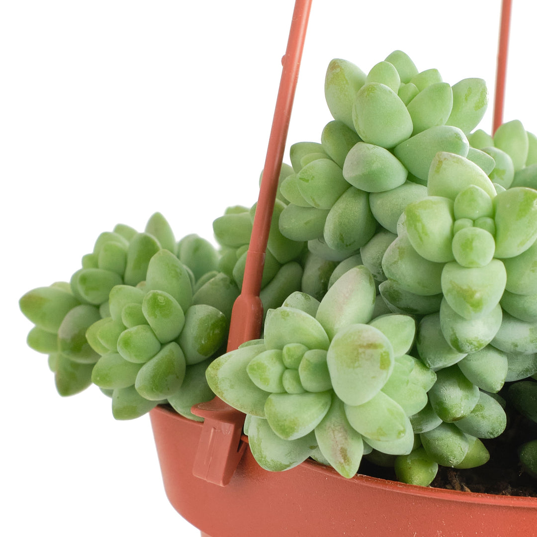 Sedum morganianum &
