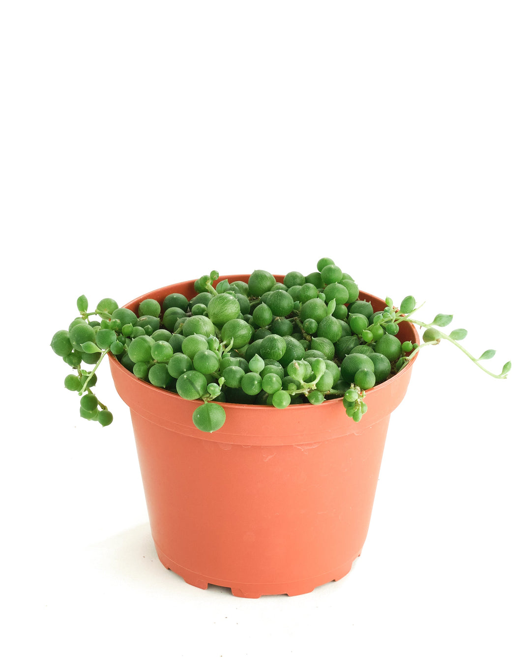 Senecio Rowleyanus &