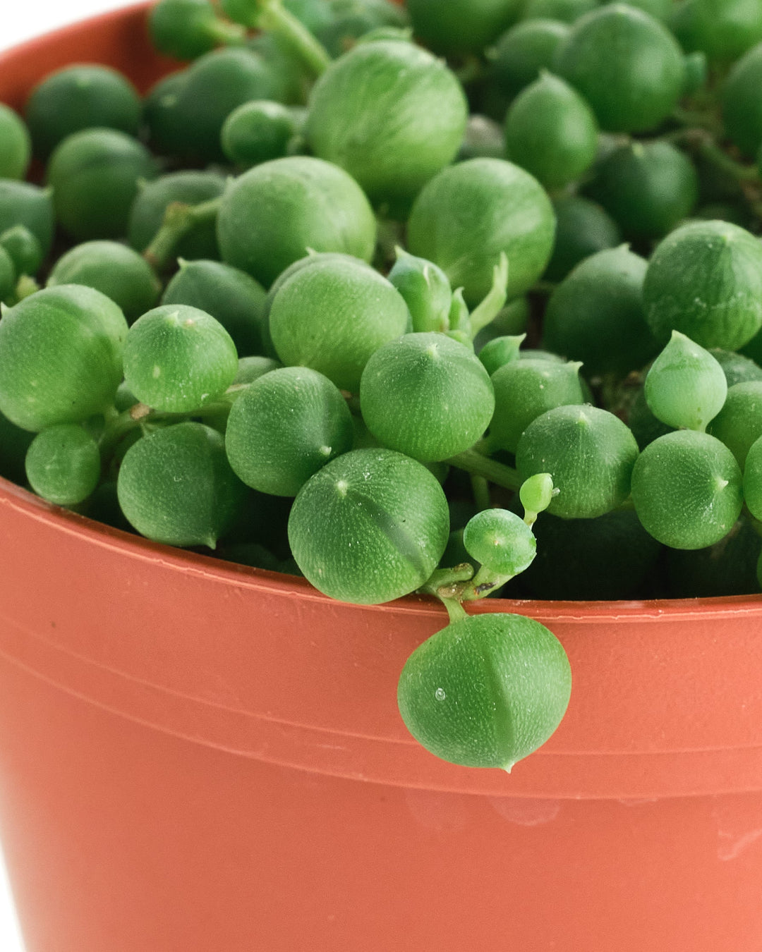 Senecio Rowleyanus &