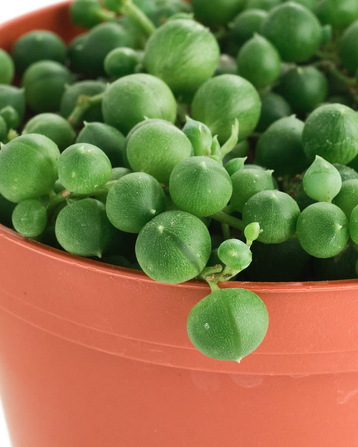Senecio Rowleyanus &