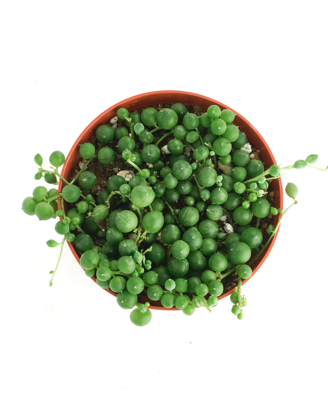 Senecio Rowleyanus &
