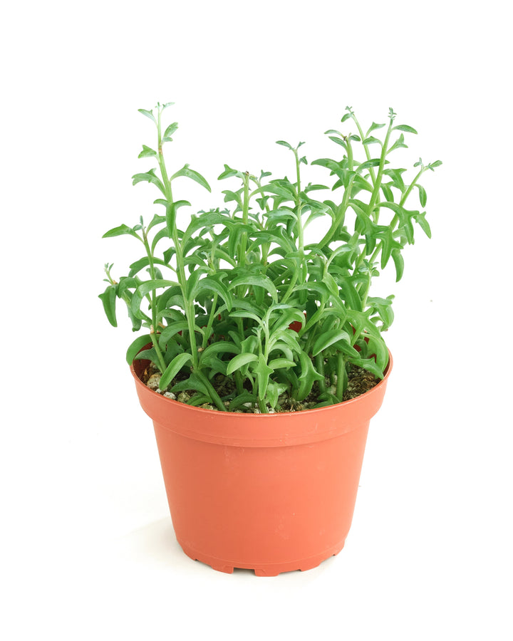Senecio peregrinus &