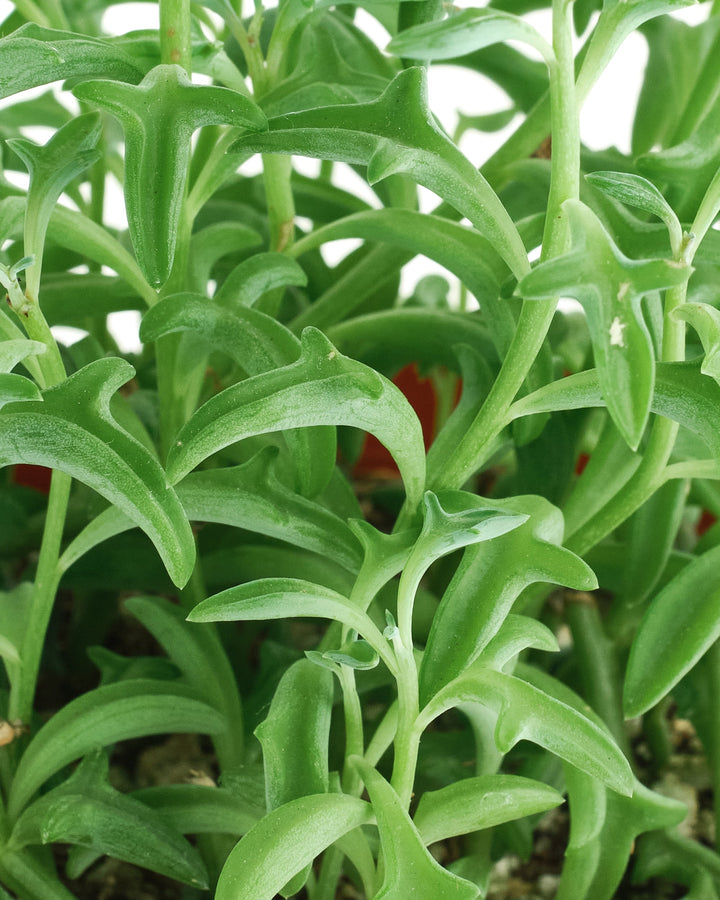 Senecio peregrinus &