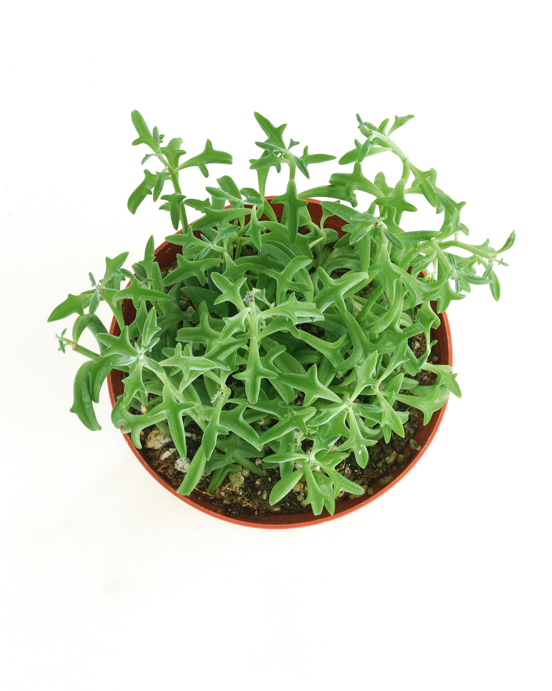 Senecio peregrinus &