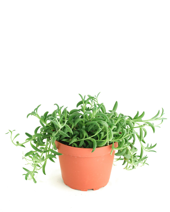 Senecio Radicans &
