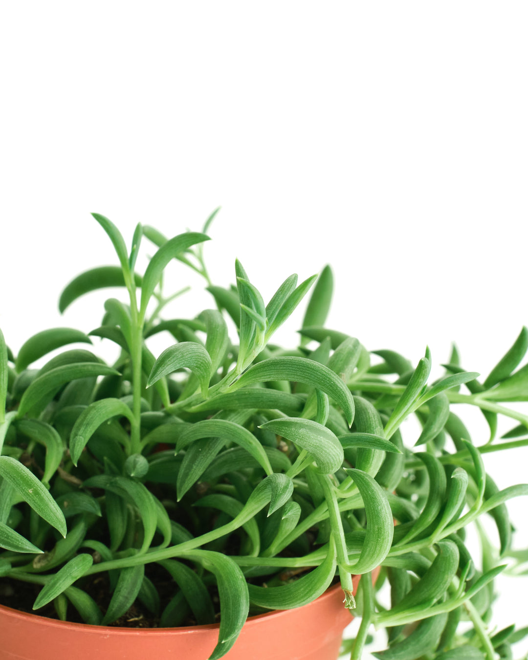 Senecio Radicans &