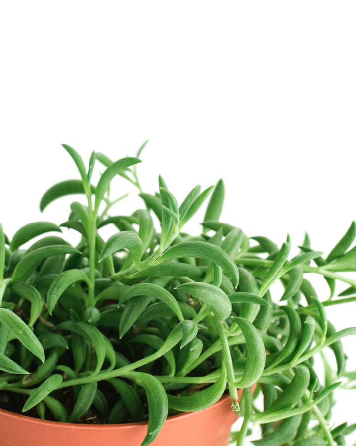 Senecio Radicans &