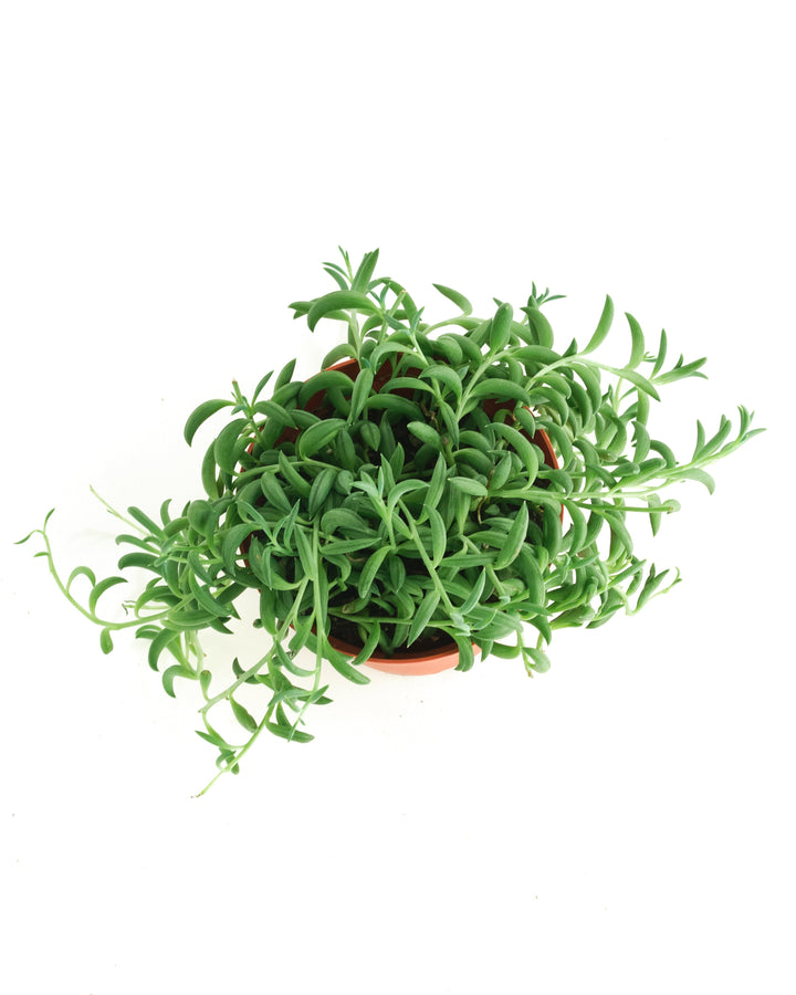 Senecio Radicans &