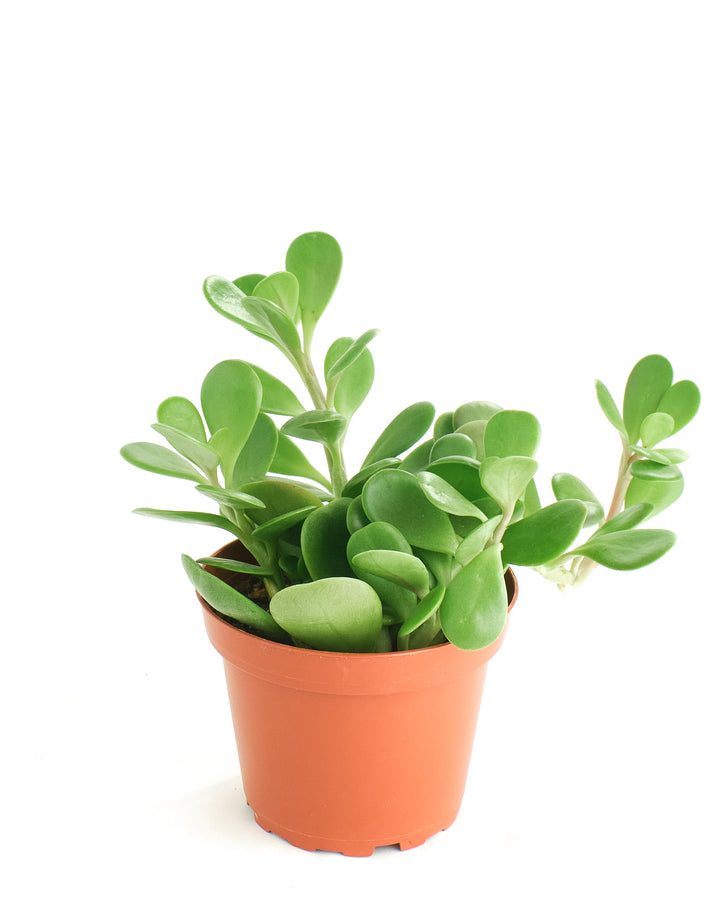 Senecio Jacobsenii &