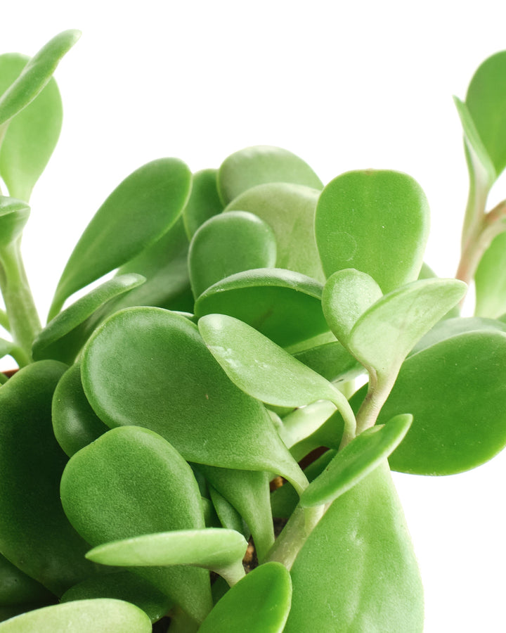 Senecio Jacobsenii &