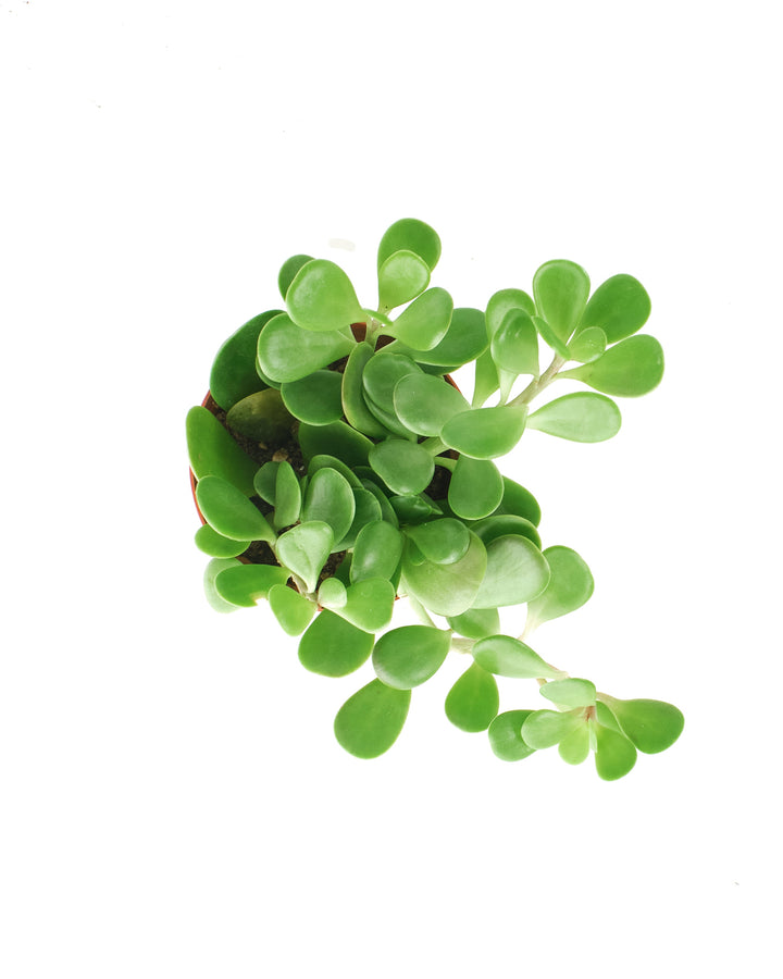 Senecio Jacobsenii &