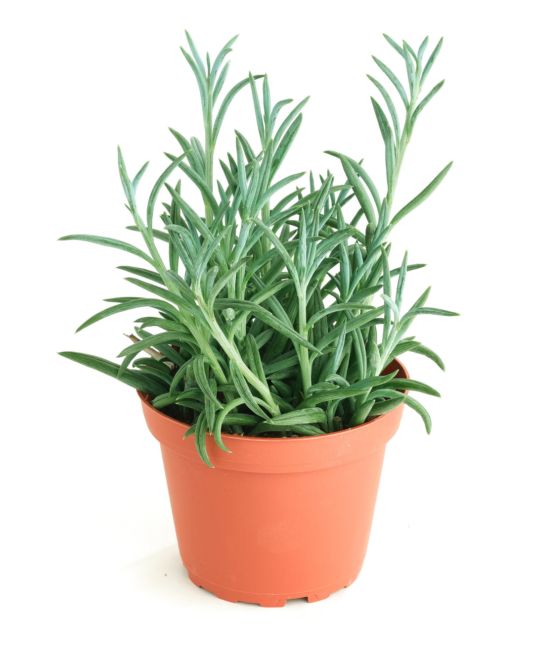 Senecio Radicans &
