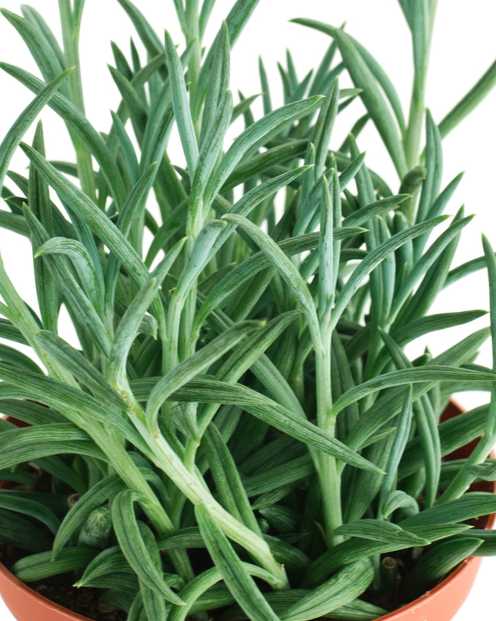 Senecio Radicans &