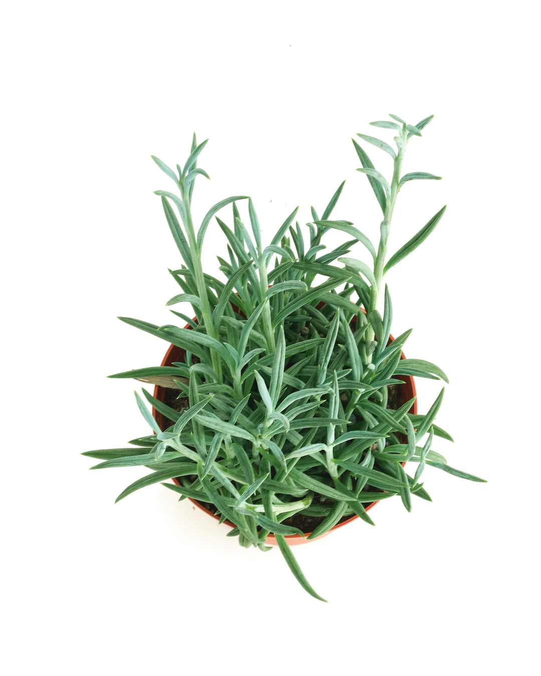 Senecio Radicans &