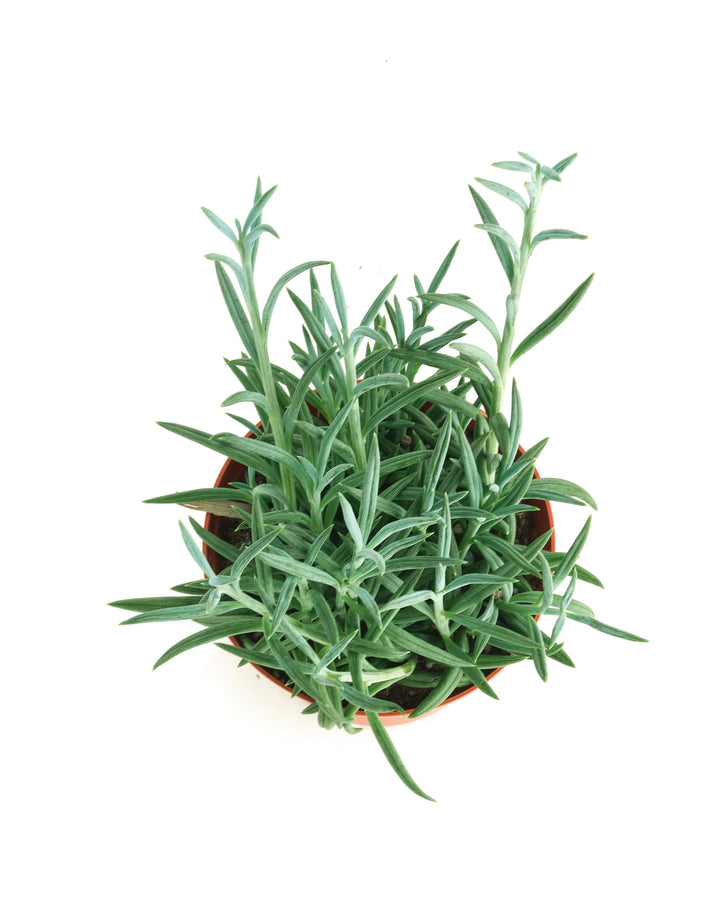 Senecio Radicans &