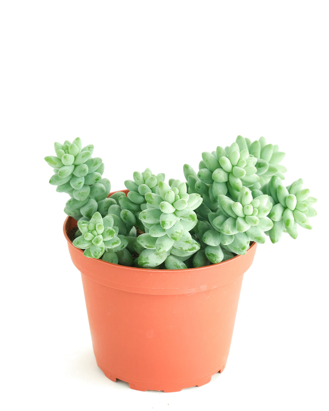 Sedum morganianum &