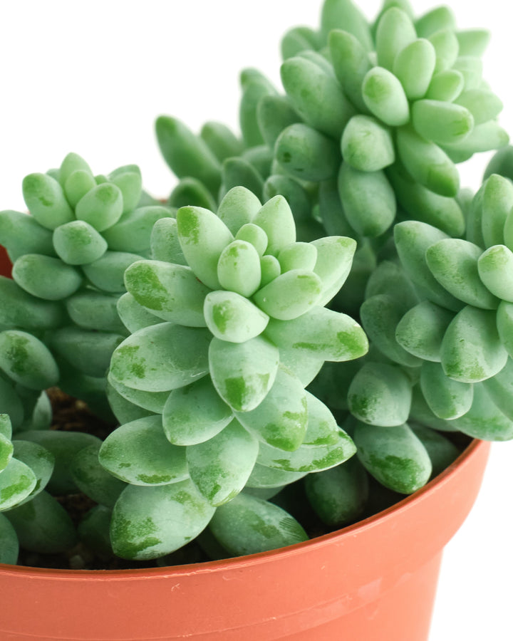 Sedum morganianum &