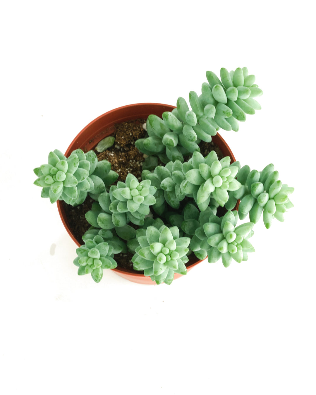 Sedum morganianum &
