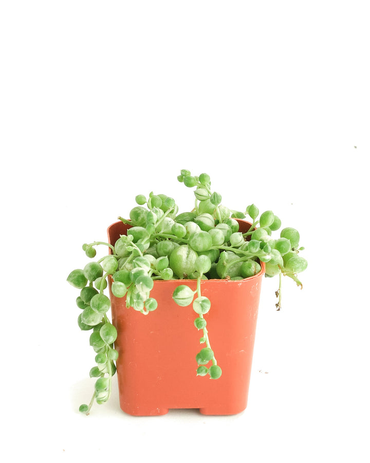 Senecio rowleyanus f. variegatus &