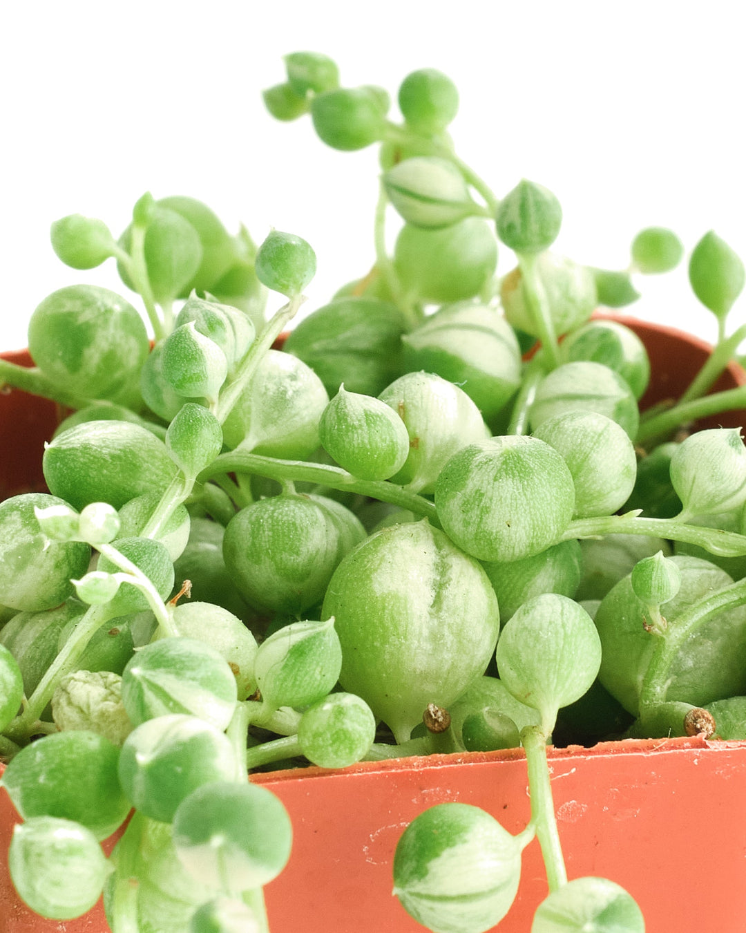 Senecio rowleyanus f. variegatus &