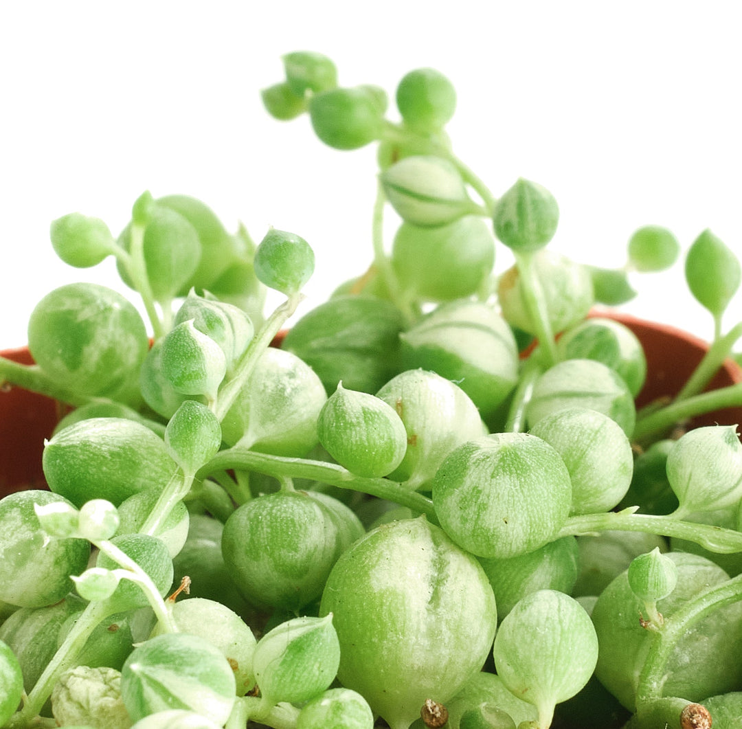 Senecio rowleyanus f. variegatus &