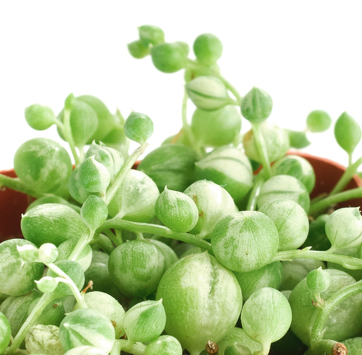 Senecio rowleyanus f. variegatus &
