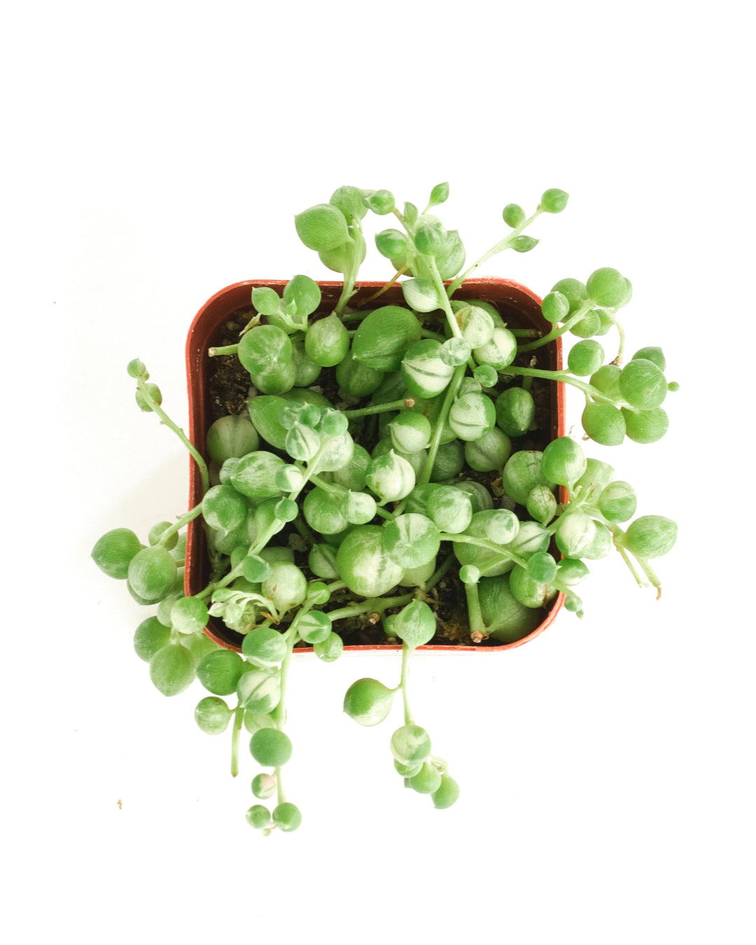 Senecio rowleyanus f. variegatus &