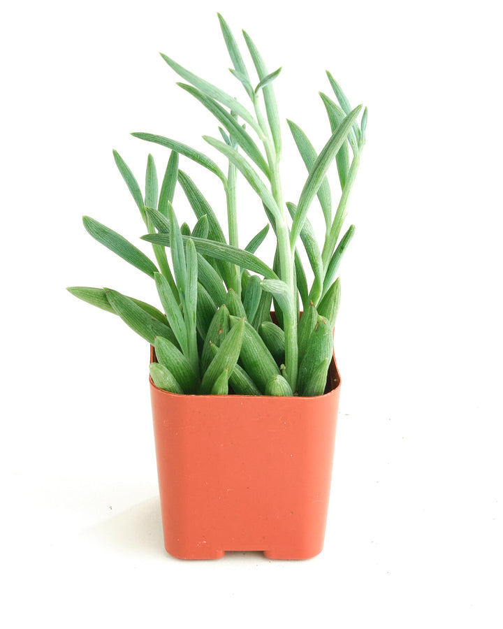 Senecio Radicans &