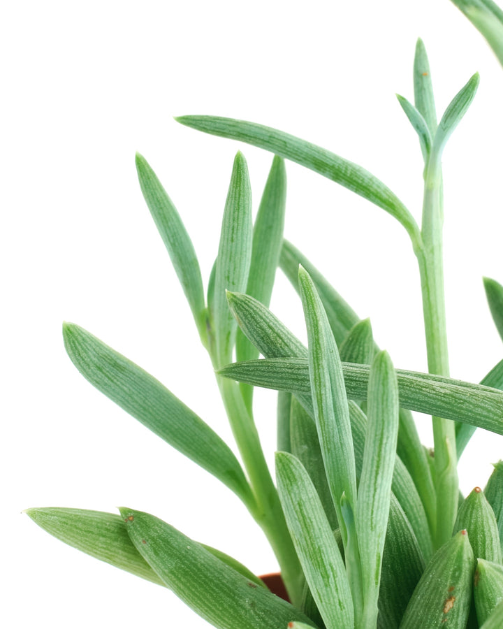 Senecio Radicans &
