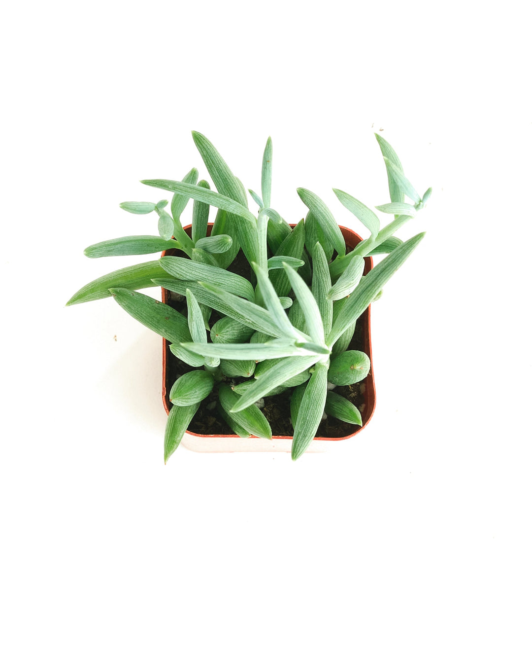 Senecio Radicans &