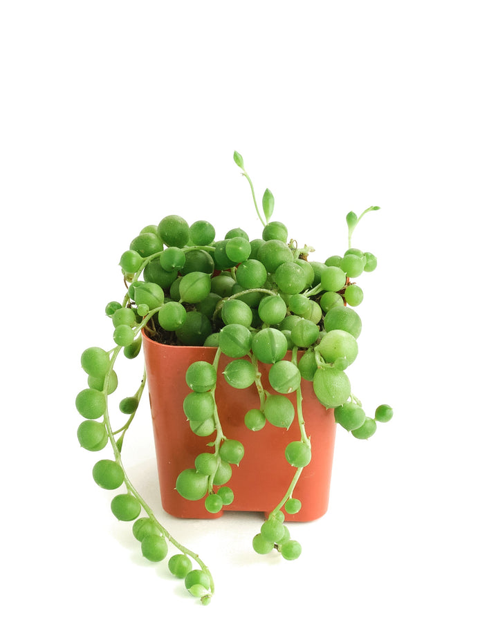 Senecio Rowleyanus &