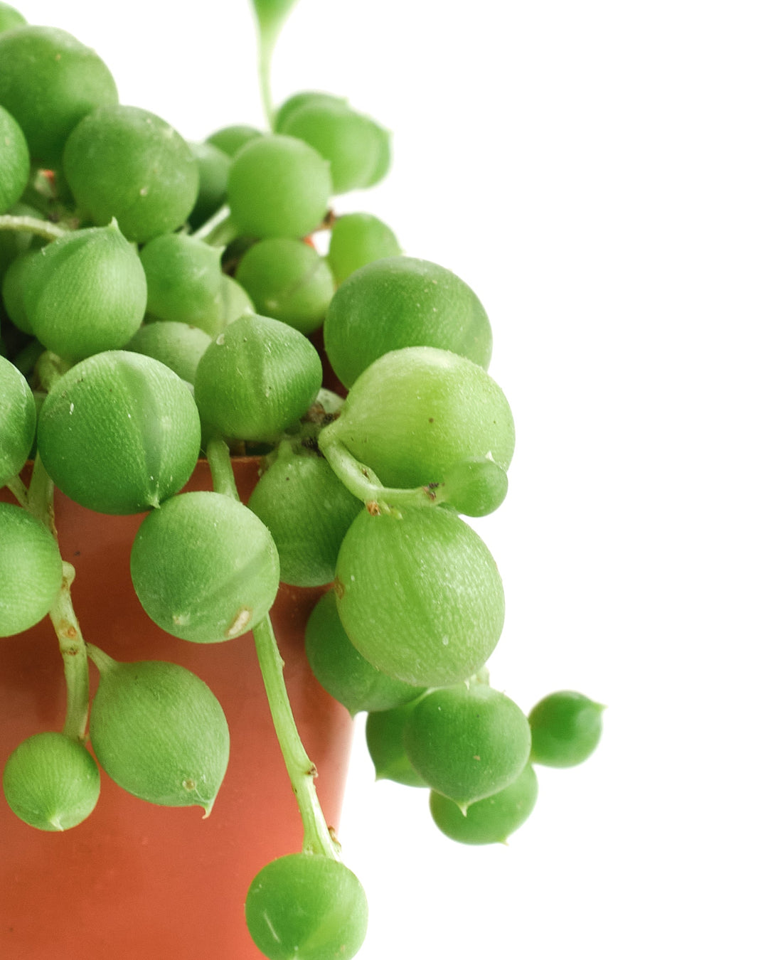 Senecio Rowleyanus &