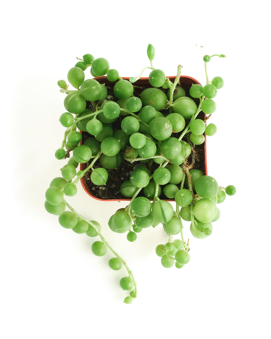 Senecio Rowleyanus &