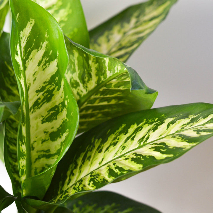 Dieffenbachia &