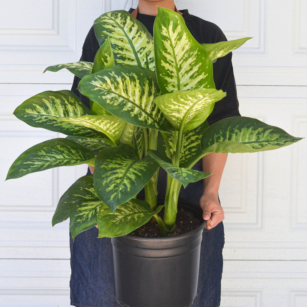 Dieffenbachia &