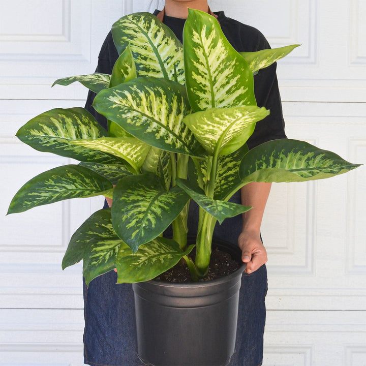 Dieffenbachia &