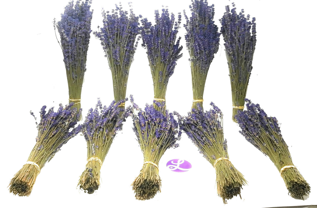 Dried Lavender Bundles Royal Velvet 14-18 Inch Aromatherapy Decor
