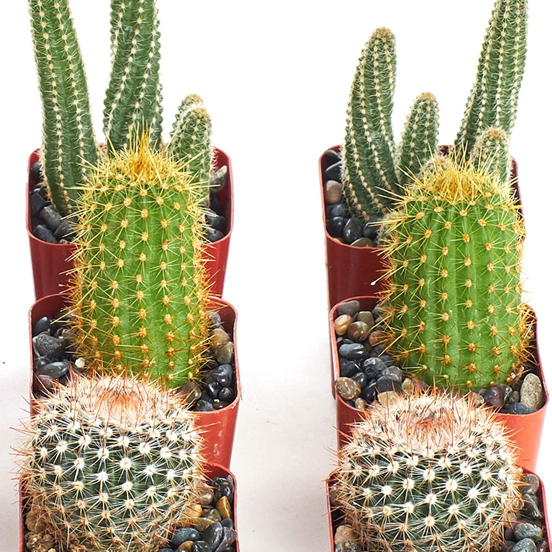 Assorted Mini Cactus Collection