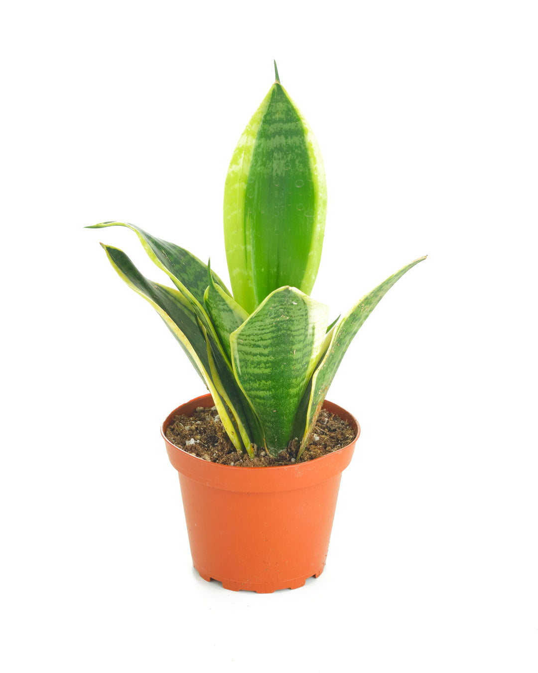 Sansevieria Laurentii &