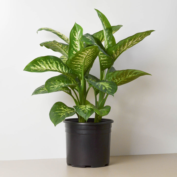 Dieffenbachia &
