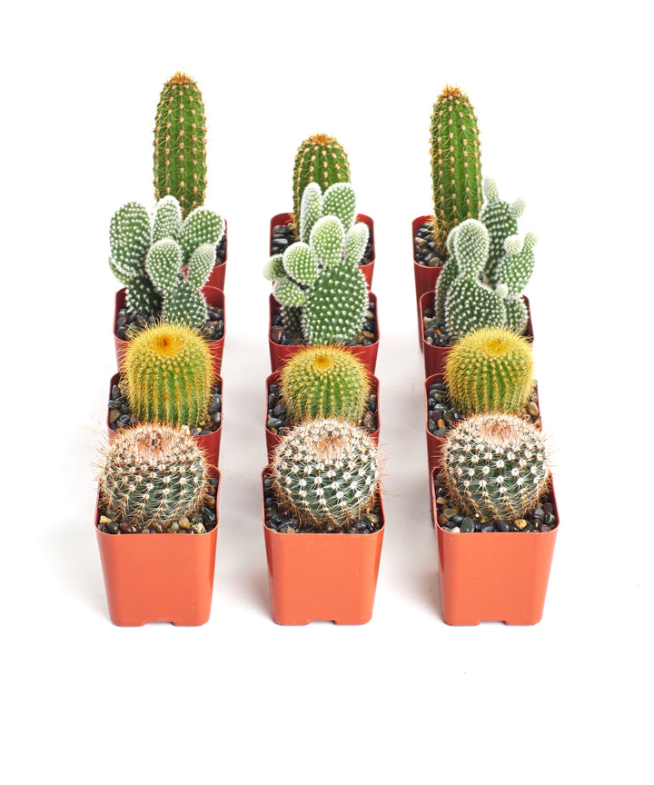 Assorted Mini Cactus Collection