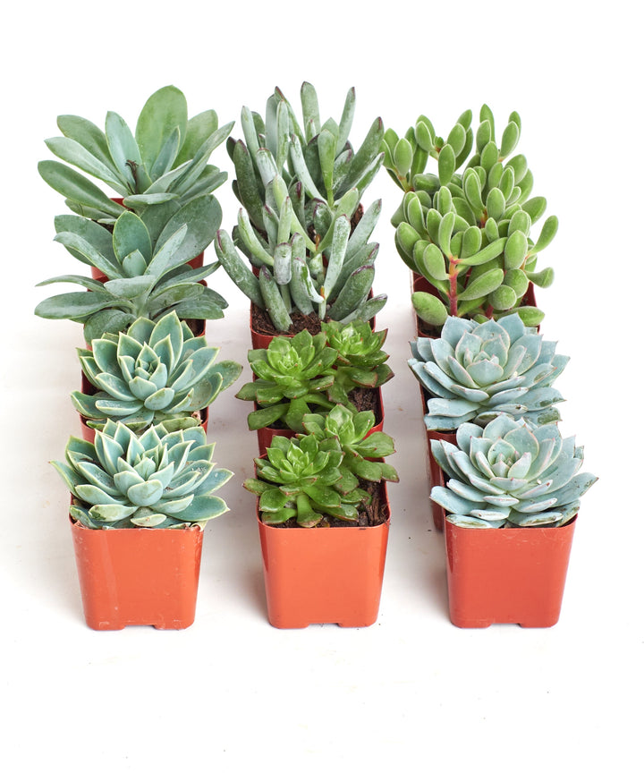 Blue &amp; Green Mini Succulent Collection