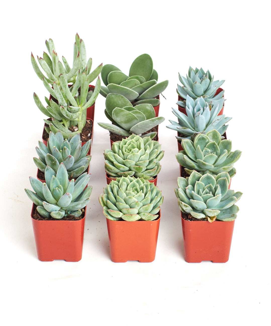 Blue &amp; Green Mini Succulent Collection